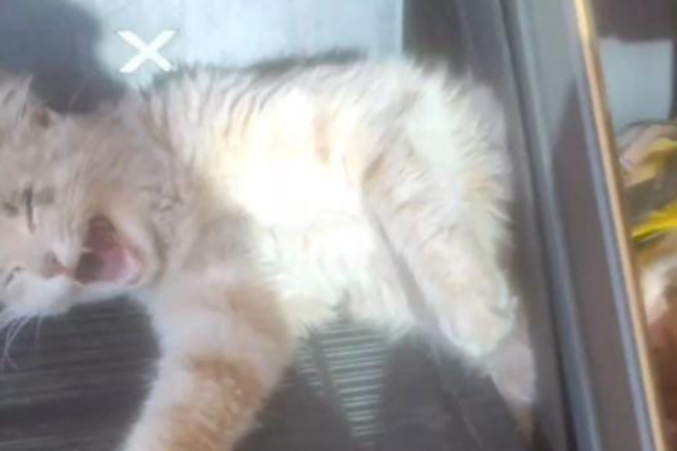 Bombeiros resgatam gato que ficou preso em aparelho de academia em Aparecida