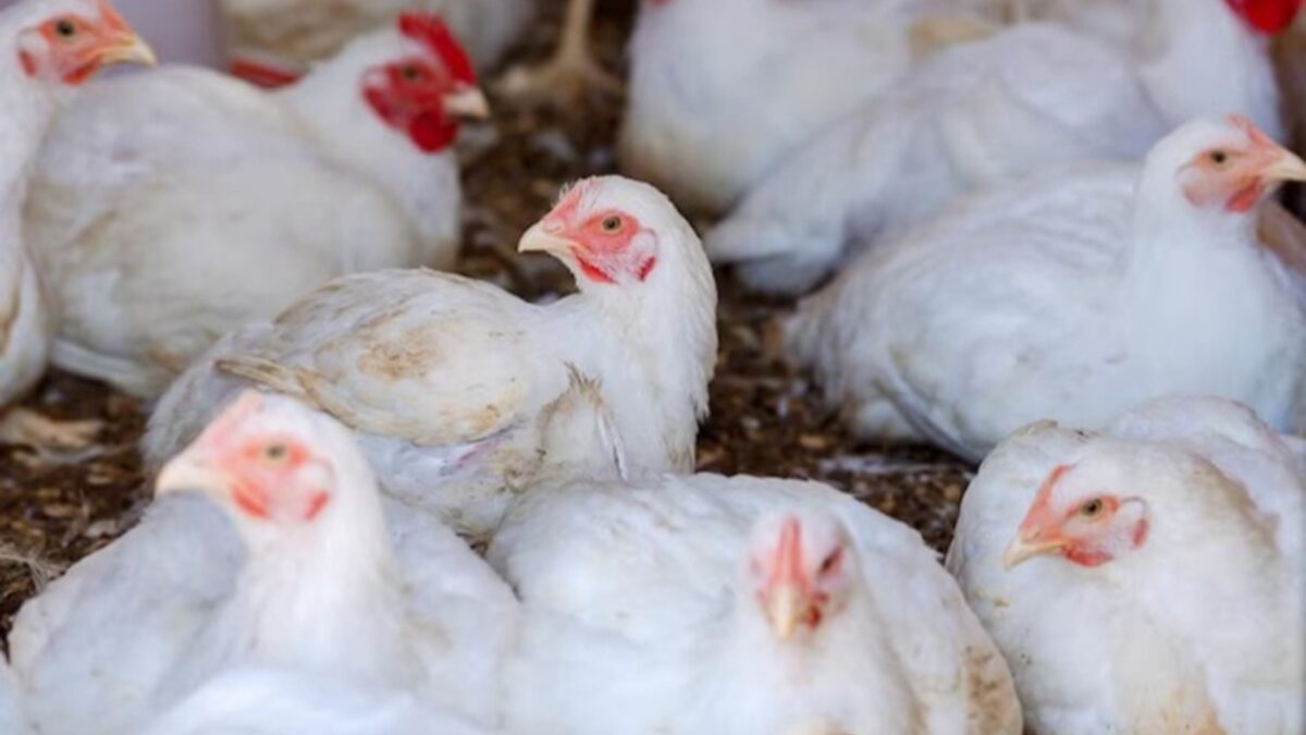 Preço da carne de frango vai cair por causa da gripe aviária? ministro responde gripe aviária no Rio Grande do Sul