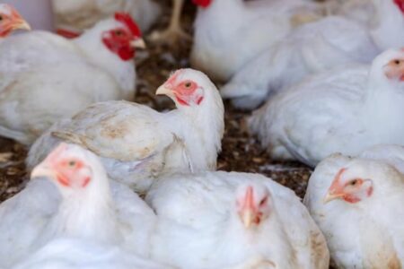 Preço da carne de frango vai cair por causa da gripe aviária? ministro responde gripe aviária no Rio Grande do Sul