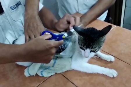 Gato traficante? felino é flagrado levando drogas para prisão na Costa Rica Animal carregava 200 gramas de maconha e crack