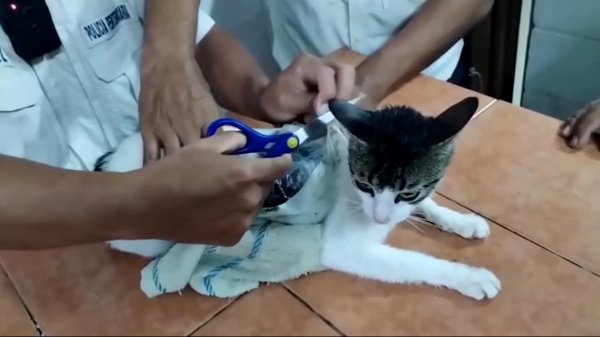 Gato traficante? felino é flagrado levando drogas para prisão na Costa Rica Animal carregava 200 gramas de maconha e crack