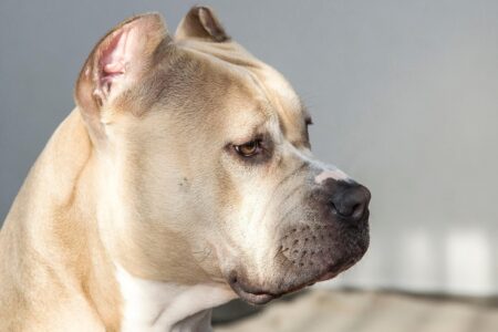 Pitbull mata criança de dez meses em Goiânia