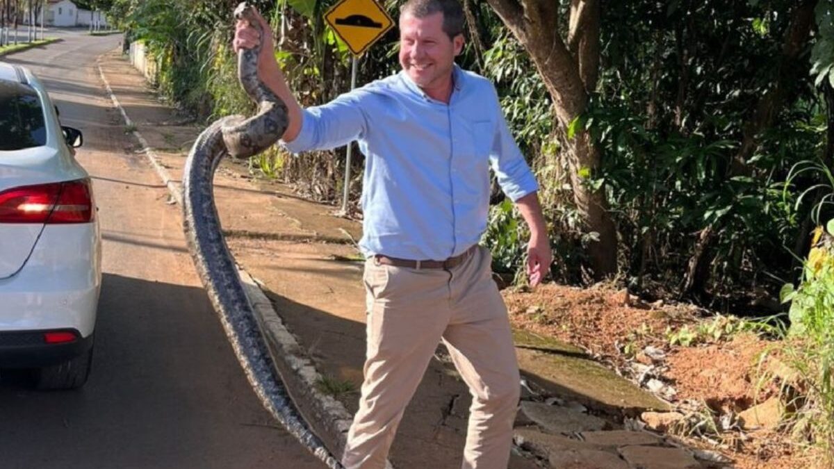 Prefeito de Campo Alegre, Douglas Sertório, pega cobra jiboia com as mãos (Foto: Reprodução)