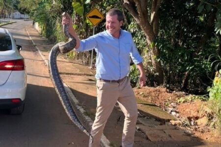 Prefeito de Campo Alegre, Douglas Sertório, pega cobra jiboia com as mãos (Foto: Reprodução)