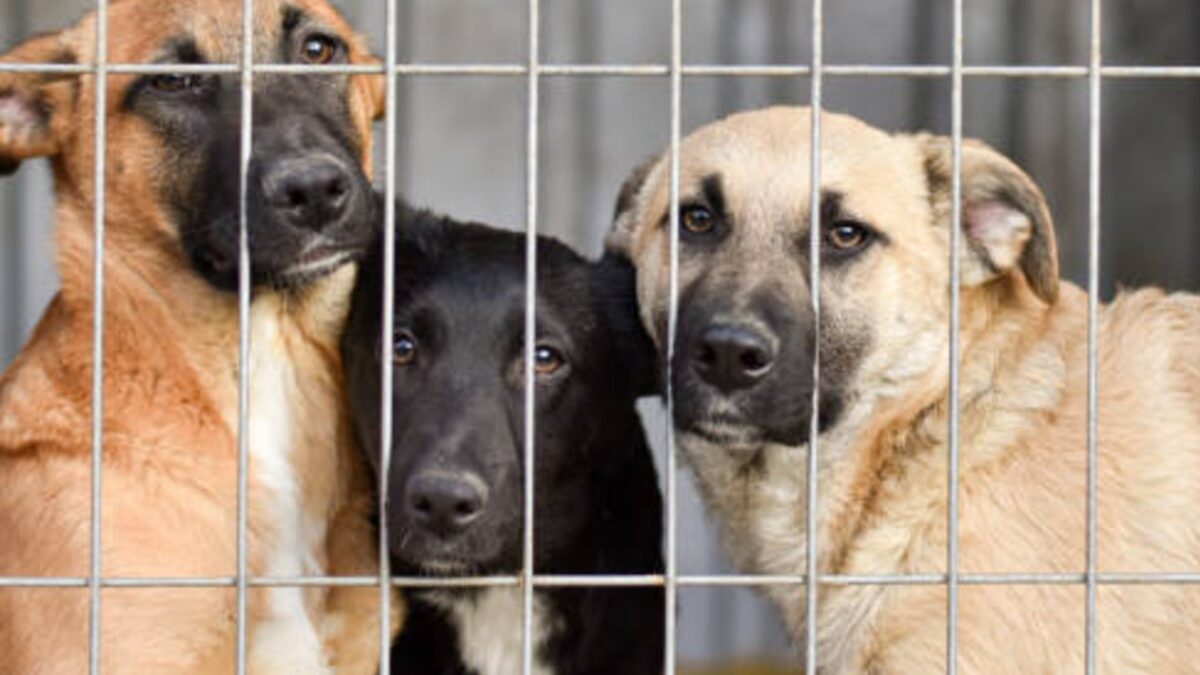 Marcada audiência que define futuro do abrigo Lar dos Animais em Goiânia