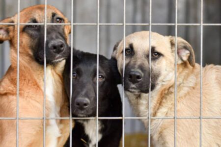 Marcada audiência que define futuro do abrigo Lar dos Animais em Goiânia