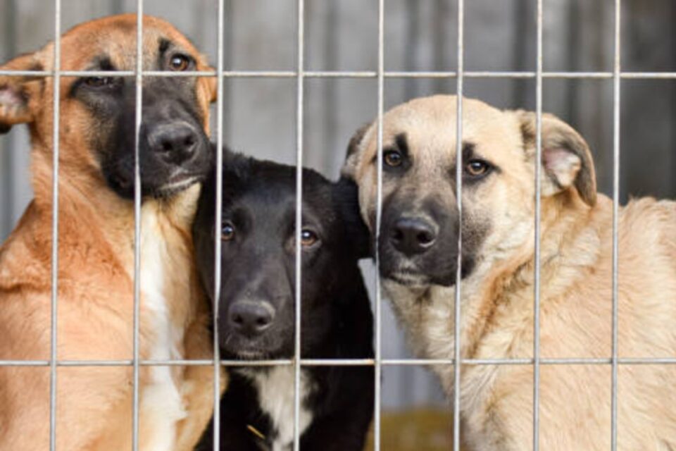 Marcada audiência que define futuro do abrigo Lar dos Animais em Goiânia