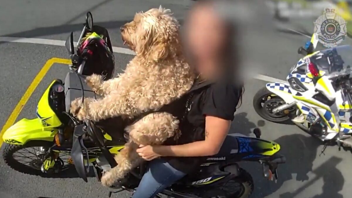 "Não sabia que era ilegal", disse a mulher aos policiais Motociclista é multada ao pilotar com cão na sua frente; vídeo
