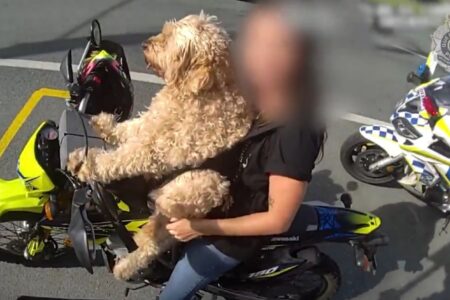 "Não sabia que era ilegal", disse a mulher aos policiais Motociclista é multada ao pilotar com cão na sua frente; vídeo