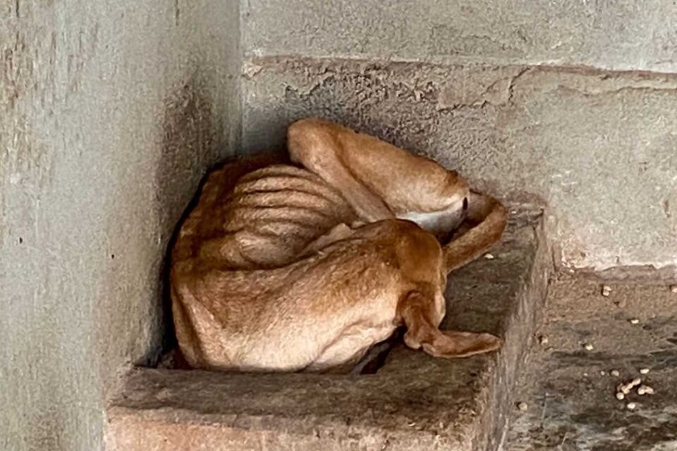 MP flagra irregularidades e maus-tratos a animais em ONG de Caldas Novas