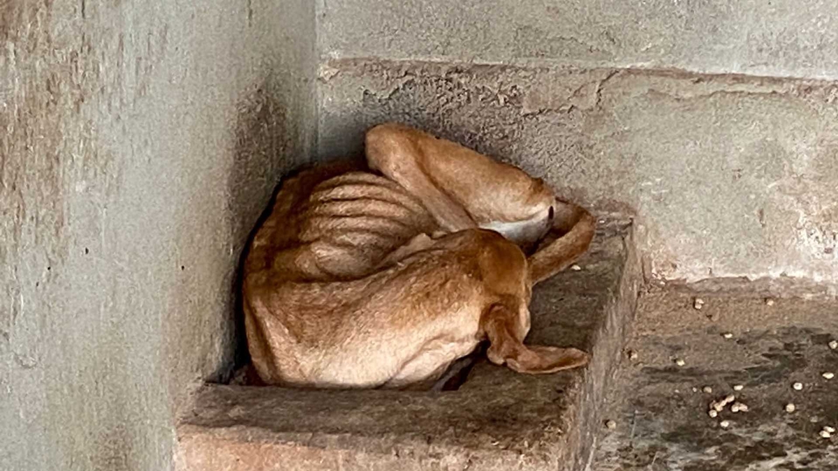 MP flagra irregularidades e maus-tratos a animais em ONG de Caldas Novas