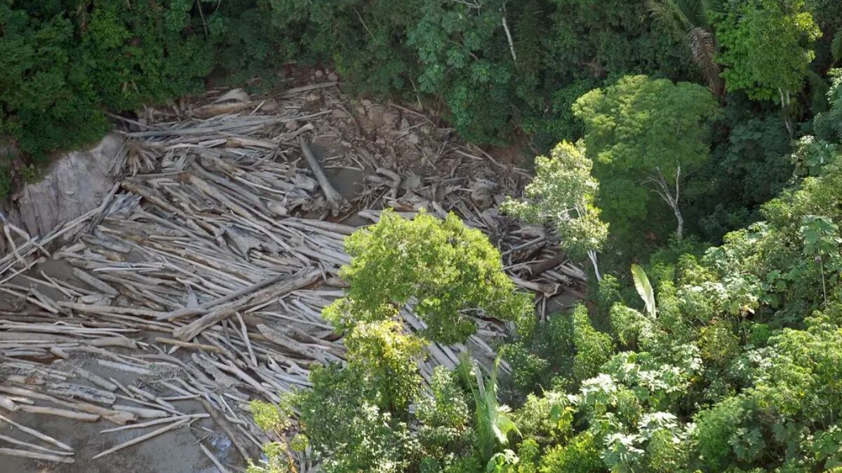 Operação contra desmatamento acontece após destruição da amazônia subir