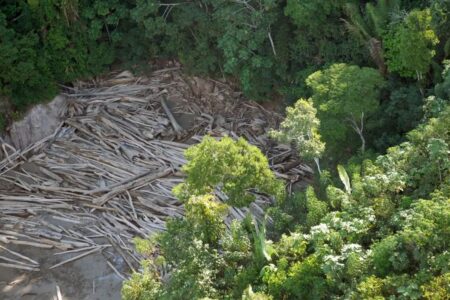 Operação contra desmatamento acontece após destruição da amazônia subir