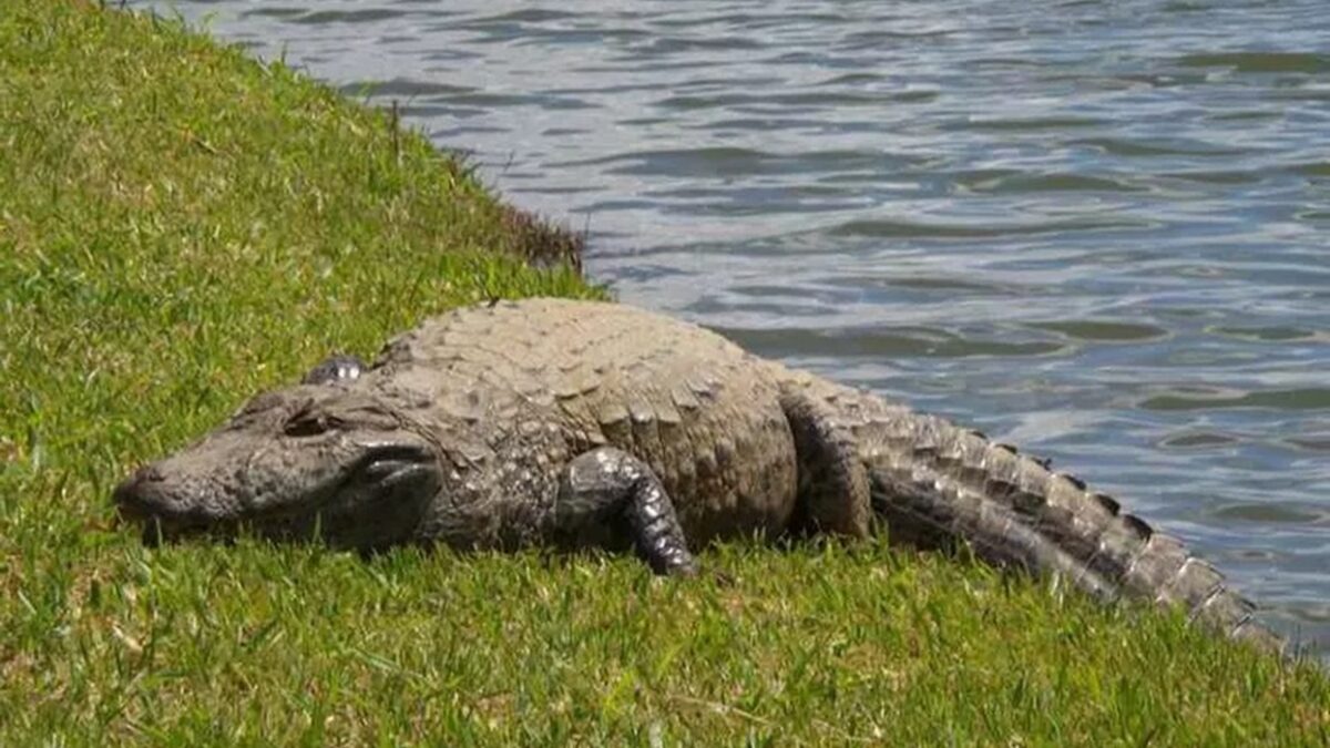 Jacaré derruba mulher de canoa e a devora em lago nos EUA Embarcação havia passado por cima do réptil, que reagiu
