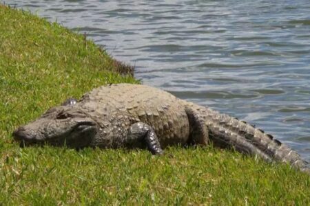 Jacaré derruba mulher de canoa e a devora em lago nos EUA Embarcação havia passado por cima do réptil, que reagiu
