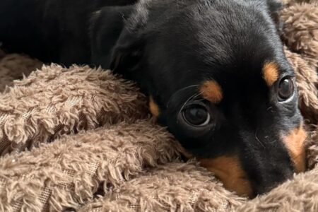 ONG deve pagar R$ 88 mil a veterinário por prestação de serviços em Anápolis