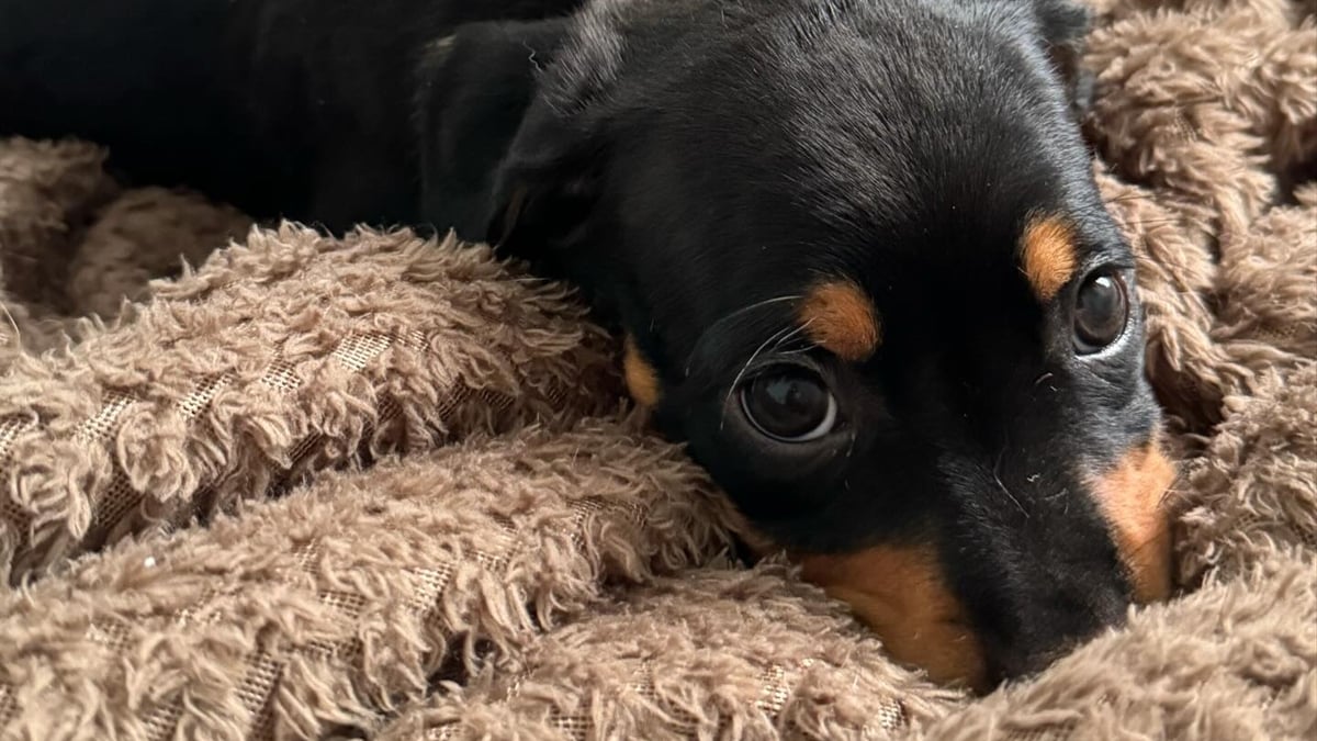 ONG deve pagar R$ 88 mil a veterinário por prestação de serviços em Anápolis