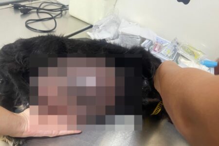 UPAVet faz cirurgia gratuita para retirar tumor de 3 kg em cadela de 13 anos, em Goiânia
