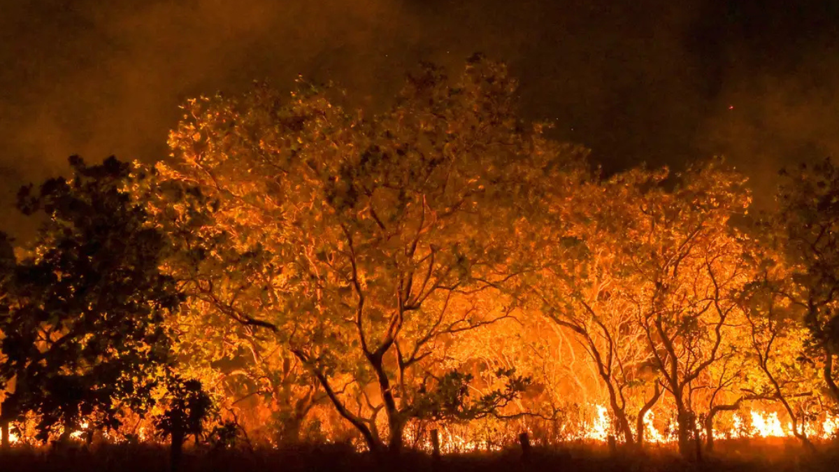 Comitê representa avanço na gestão de incêndios florestais (Foto: Agência Brasil)