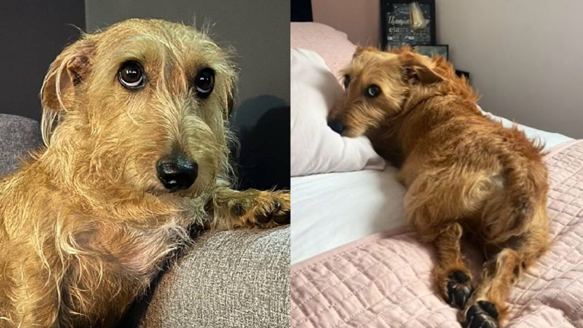 Fiapo de manga: após o vira-lata caramelo, conheça o cachorro que conquistou Pelo bagunçado e olhar de quem acabou de cair da mudança