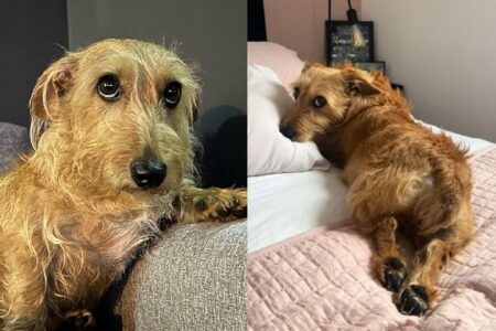 Fiapo de manga: após o vira-lata caramelo, conheça o cachorro que conquistou Pelo bagunçado e olhar de quem acabou de cair da mudança