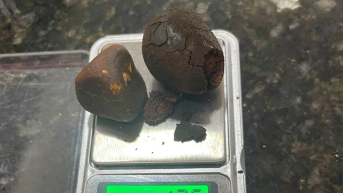 Dupla é presa suspeita de furtar pedras biliares bovinas em frigorífico de Cachoeira Alta Material possui alto valor comercial no mercado