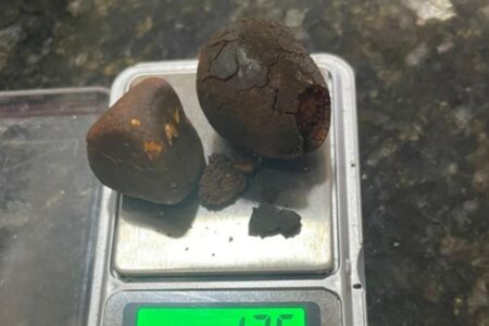 Dupla é presa suspeita de furtar pedras biliares bovinas em frigorífico de Cachoeira Alta Material possui alto valor comercial no mercado