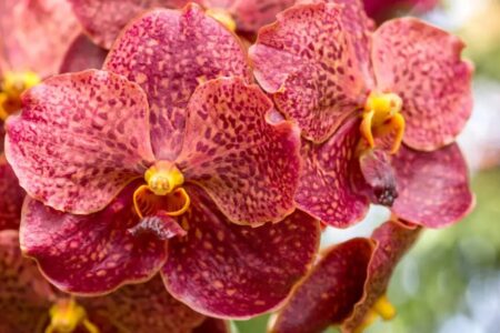 Exposição de orquídeas marca Feira da Família nesta sexta-feira (9) em Goiânia Evento acontece no Jardim América das 9h às 22h