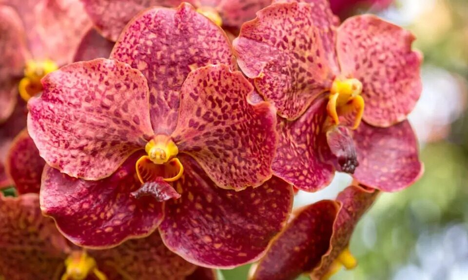 Exposição de orquídeas marca Feira da Família nesta sexta-feira (9) em Goiânia Evento acontece no Jardim América das 9h às 22h
