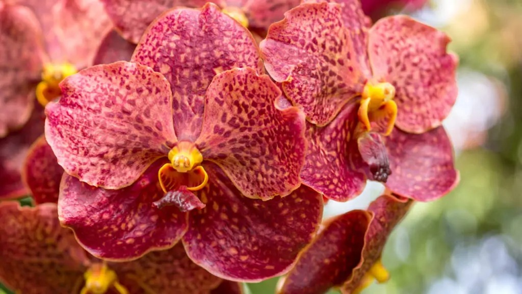 Exposição de orquídeas marca Feira da Família nesta sexta-feira (9) em Goiânia Evento acontece no Jardim América das 9h às 22h