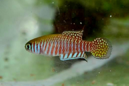 Semad faz consulta ampla para avaliar risco de extinção de peixes em Goiás (Foto: Fábio Origuela/cedida à Semad)