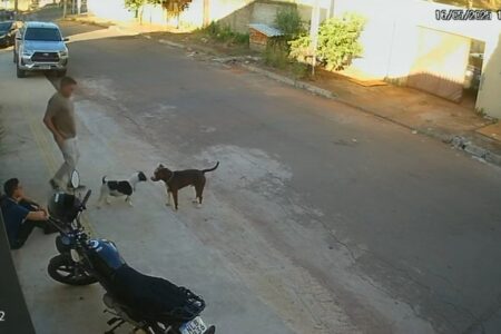 Pit bull escapa e ataca cachorro em Goiânia