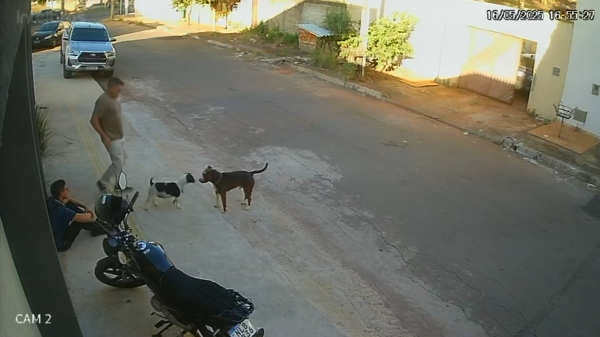 Pit bull escapa e ataca cachorro em Goiânia