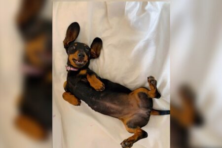 Cadela é resgatada mais de 500 dias após se perder em ilha da Austrália