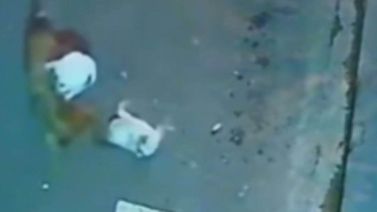 Gato Taurinho socorre Docinho e ataca cachorro (Foto: Reprodução)