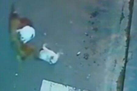 Gato Taurinho socorre Docinho e ataca cachorro (Foto: Reprodução)