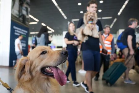 Aéreas podem se negar a embarcar animais de suporte emocional, diz STJ