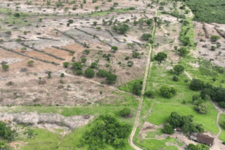 Desmatamento caiu 72% em Goiás, segundo Mapbiomas (Foto: Governo do Estado)