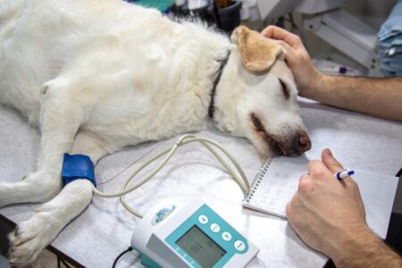 ONG condenada em R$ 88 mil confirma atuação de veterinário, mas fala em valores 'excessivos'