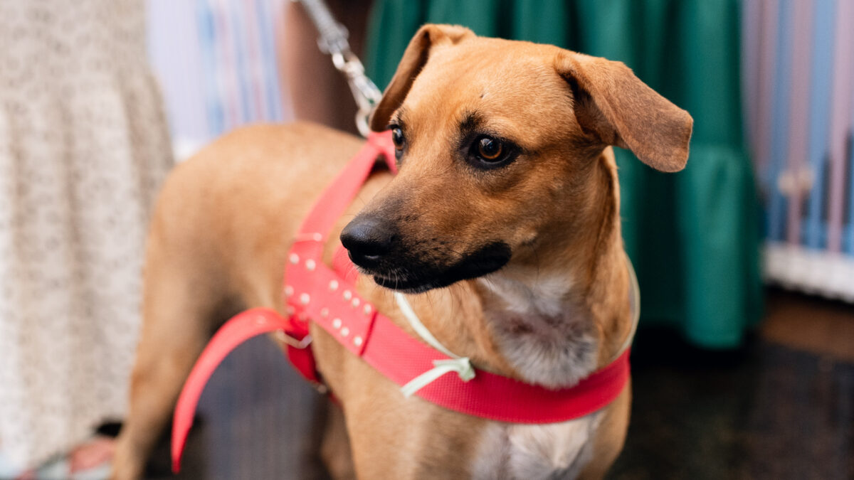 Feira reúne cerca de 30 animais para adoção em Goiânia