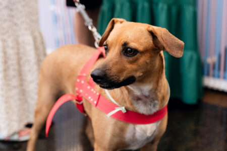 Feira reúne cerca de 30 animais para adoção em Goiânia