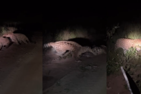 Imagem da briga das onças