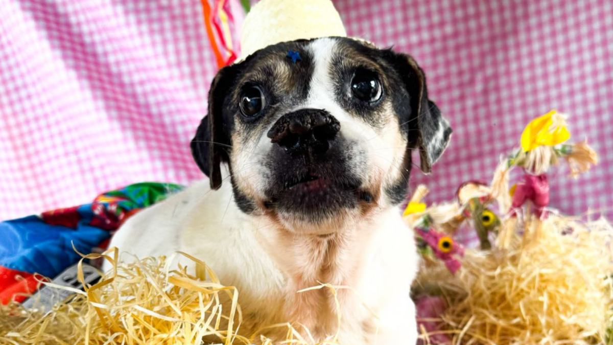 Shopping em Goiânia promove evento para adoção responsável de 28 cães e gatos