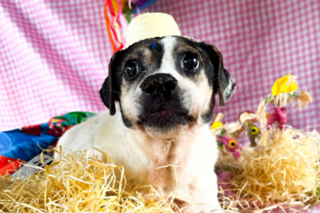 Shopping em Goiânia promove evento para adoção responsável de 28 cães e gatos