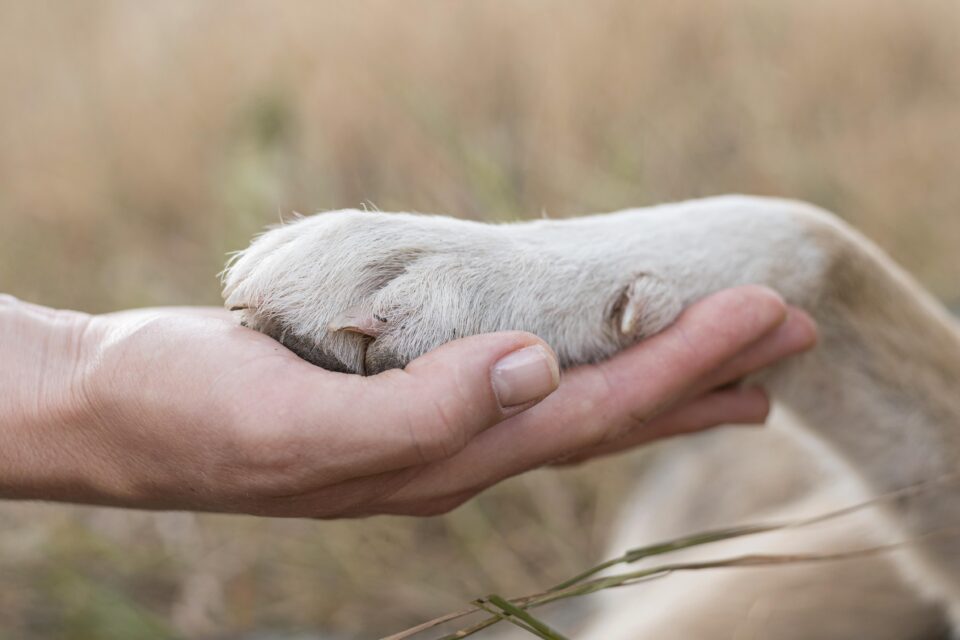 side-view-person-holding-dog-s-paw