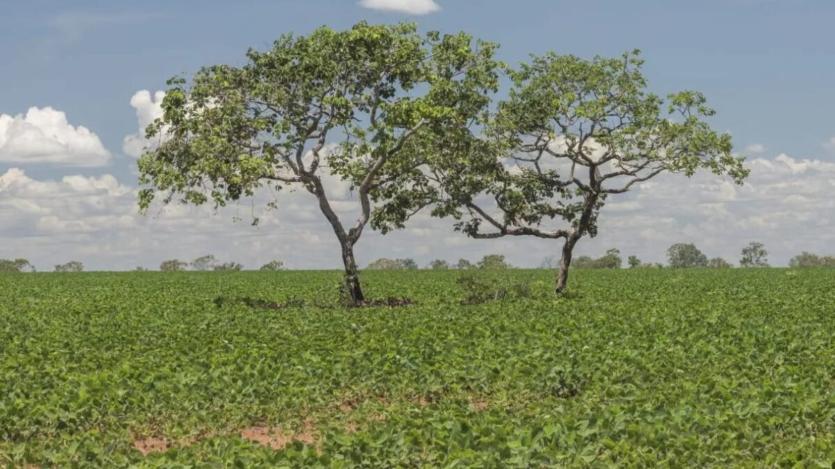 Projeto visa estender a mão a produtores rurais e promover a regularização ambiental de propriedades (Foto: Governo de Goiás)