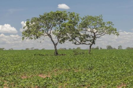 Projeto visa estender a mão a produtores rurais e promover a regularização ambiental de propriedades (Foto: Governo de Goiás)