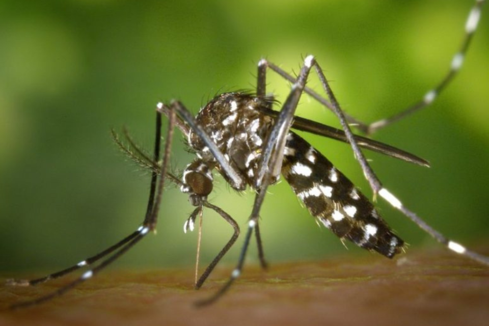 SES-GO confirma segunda morte por dengue na cidade de Anápolis em 2025