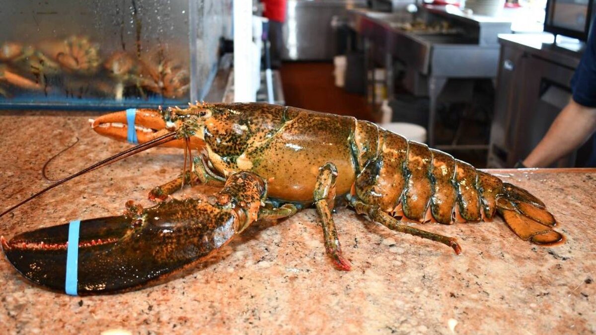 Lagosta de 110 anos que vivia em tanque de restaurante é devolvida ao mar