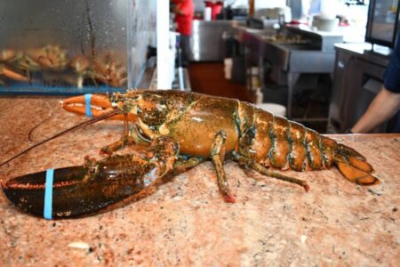 Lagosta de 110 anos que vivia em tanque de restaurante é devolvida ao mar